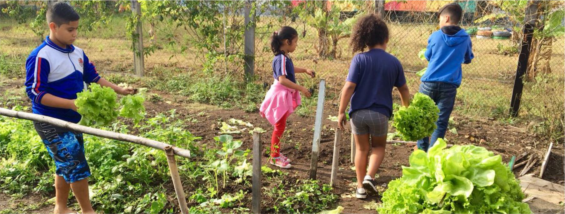 Estudantes da Casa do Puríssimo Coração de Maria fazem colheita na horta