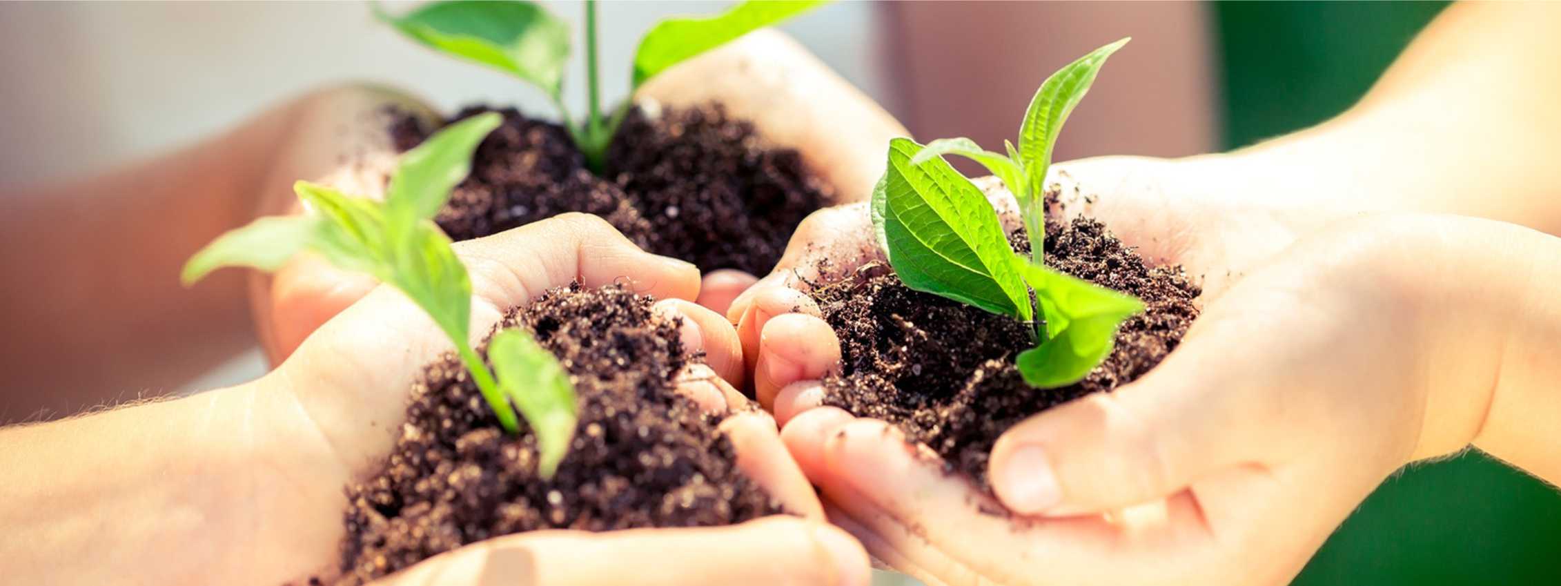 O Papa no Dia Mundial do Meio Ambiente: não podemos ser saudáveis num mundo doente